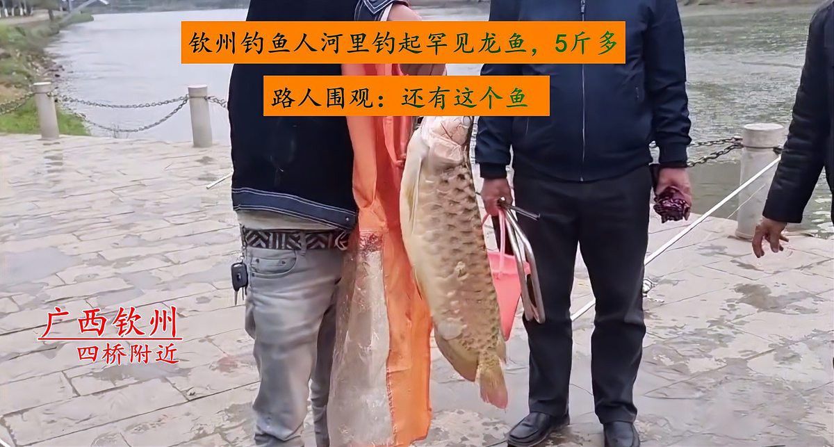 過背龍魚的價格是多少？