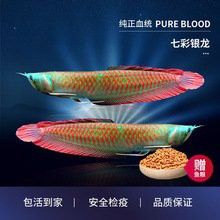 哪里可以購買到純種銀龍魚？ 哪里可以購買到純種銀龍魚？ 龍魚百科 第10張