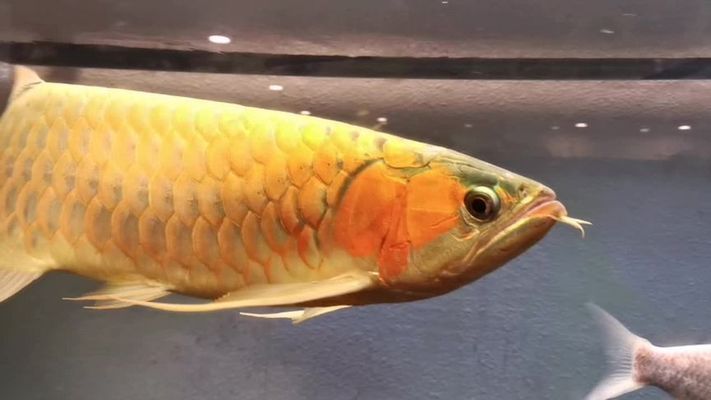 龍魚欣賞：欣賞龍魚的技巧