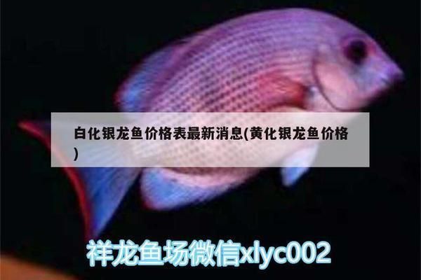 白化銀龍魚價格多少錢一條（白化銀龍魚價格）