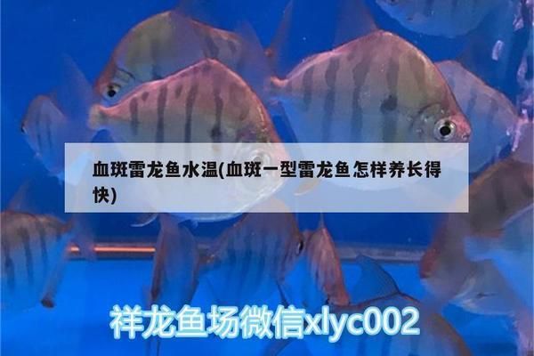 雷龍魚適宜的水溫范圍，雷龍魚最佳生長水溫,雷龍魚高溫不適癥狀,雷龍魚水質管理技巧 雷龍魚適宜的水溫范圍，雷龍魚最佳生長水溫,雷龍魚高溫不適癥狀,雷龍魚水質管理技巧 龍魚百科 第3張