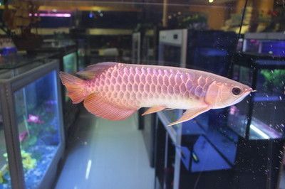 用什么方法可以麻醉金龍魚呢(金龍魚的麻醉方法) 龍魚百科 第1張 用什么方法可以麻醉金龍魚呢(金龍魚的麻醉方法) 用什么方法可以麻醉金龍魚呢(金龍魚的麻醉方法) 龍魚百科 第1張