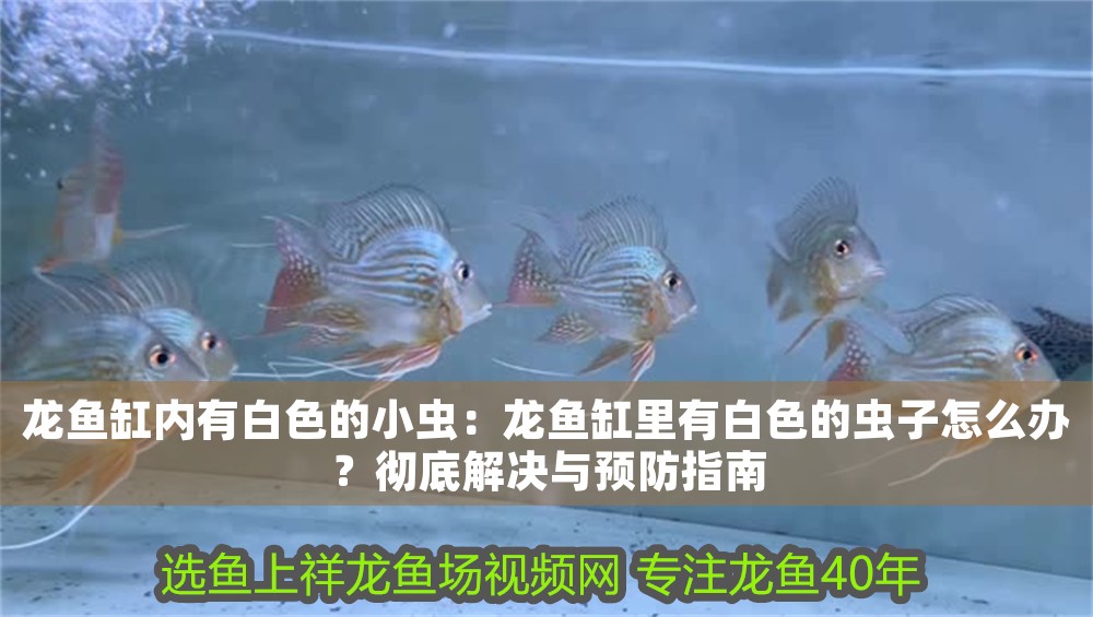 龍魚缸內有白色的小蟲：龍魚缸里有白色的蟲子怎么辦？徹底解決與預防指南