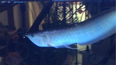龍魚變黑色是什么原因呢：龍魚為什么會變黑色
