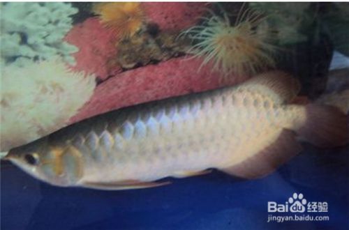龍魚(yú)在缸底游是怎么回事（龍魚(yú)在缸底游是怎么回事龍魚(yú)在缸底游動(dòng)可能由多種因素引起） 龍魚(yú)在缸底游是怎么回事（龍魚(yú)在缸底游是怎么回事龍魚(yú)在缸底游動(dòng)可能由多種因素引起） 龍魚(yú)百科 第1張
