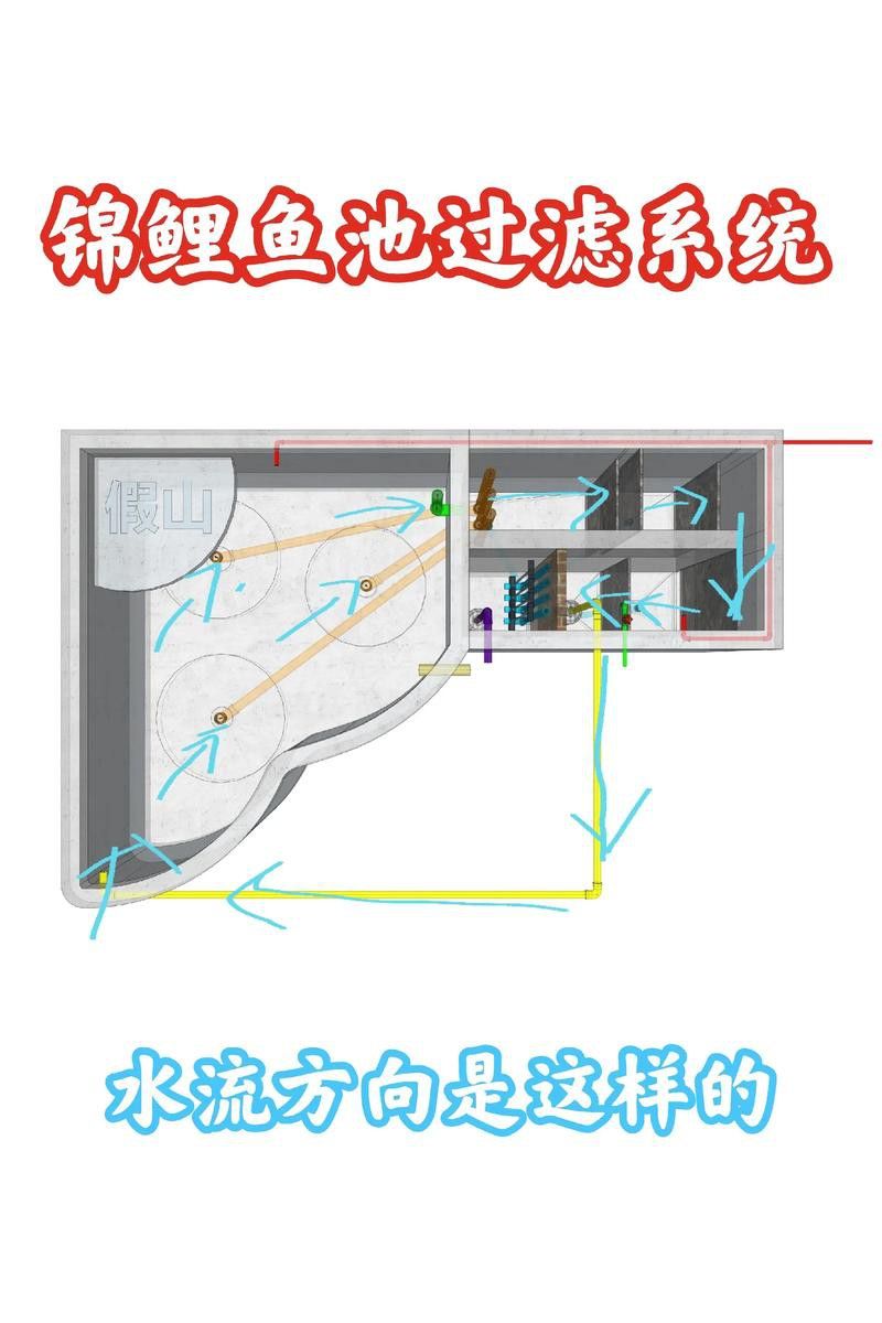 如何預防龍鳳錦鯉常見疾病？ 如何預防龍鳳錦鯉常見疾病？ 龍魚百科 第6張
