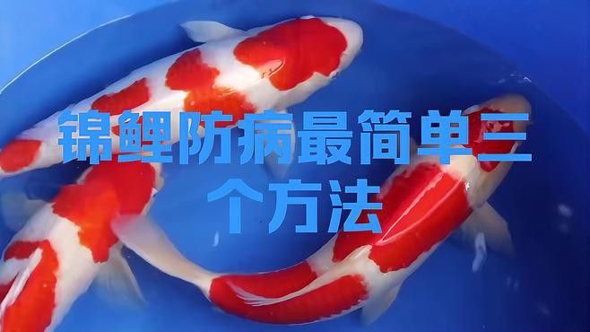 如何預防龍鳳錦鯉常見疾病？ 如何預防龍鳳錦鯉常見疾病？ 龍魚百科 第7張