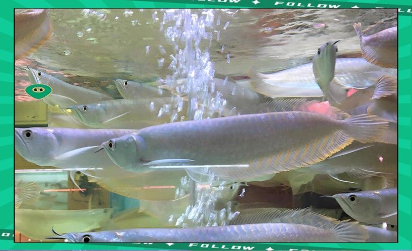 銀龍魚觀賞魚圖片
