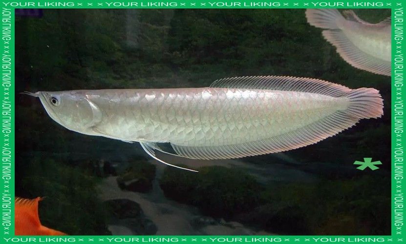 銀龍魚觀賞魚圖片