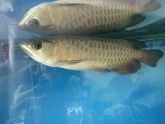 金龍魚a過和b過的區別是什么（如何鑒別金龍魚a過與b過）