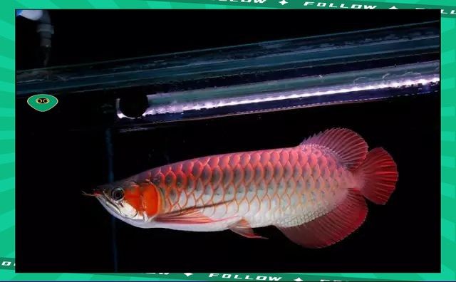 龍魚 飼料喂養(yǎng)