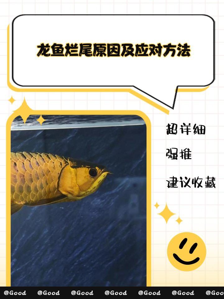 如何預防龍魚爛尾感染？ 如何預防龍魚爛尾感染？ 龍魚百科 第4張