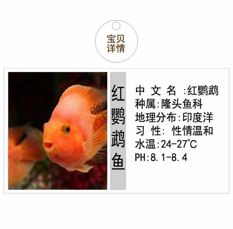 龍魚熱帶魚：如何挑選健康的龍魚苗