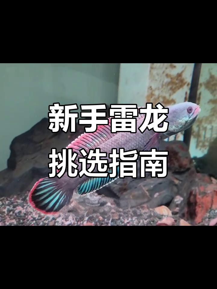 哪種雷龍更適合新手飼養(yǎng)？ 哪種雷龍更適合新手飼養(yǎng)？ 龍魚百科 第4張