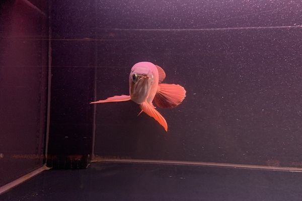 龍魚得腸炎怎么辦：龍魚得腸炎是一個常見的問題，可能由多種因素引起