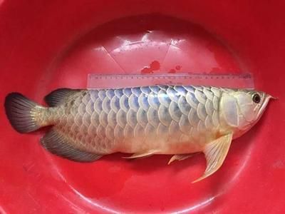 龍魚(yú)立鱗怎么引起