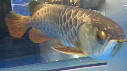 過背金龍魚白底魚缸是否發色更好：過背金龍魚白底魚缸是否發色更好呢？
