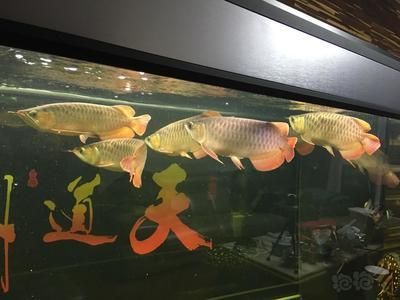 可以和龍魚混養的熱帶魚有哪些品種，將熱帶魚與龍魚混養的熱帶魚品種是根據搜索結果總結的
