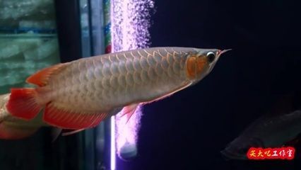 可以和龍魚混養的熱帶魚有哪些品種，將熱帶魚與龍魚混養的熱帶魚品種是根據搜索結果總結的
