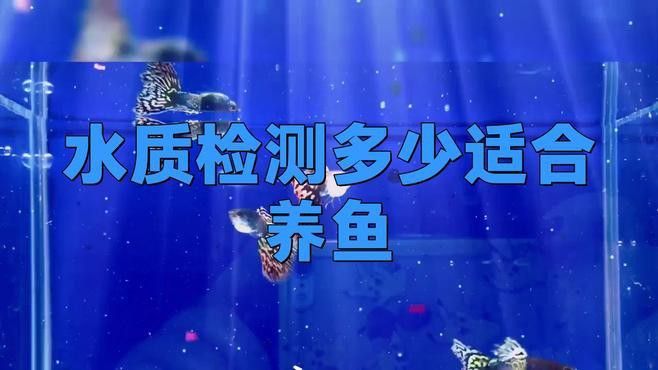如何檢測水質是否適合補養新魚？ 如何檢測水質是否適合補養新魚？ 龍魚百科 第3張