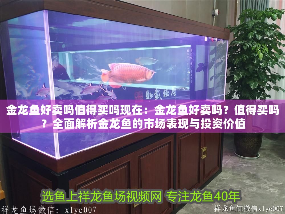 金龍魚好賣嗎值得買嗎現在：金龍魚好賣嗎？值得買嗎？全面解析金龍魚的市場表現與投資價值 金龍魚好賣嗎值得買嗎現在：金龍魚好賣嗎？值得買嗎？全面解析金龍魚的市場表現與投資價值 龍魚百科 第1張