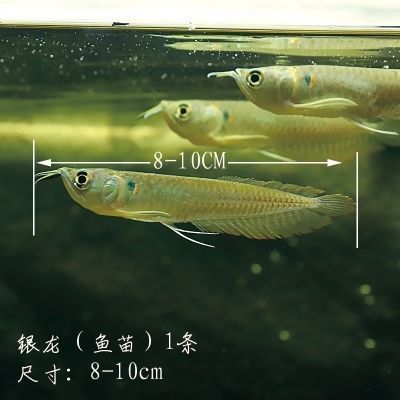如何監測銀龍魚苗水質：監測銀龍魚苗水質的方法