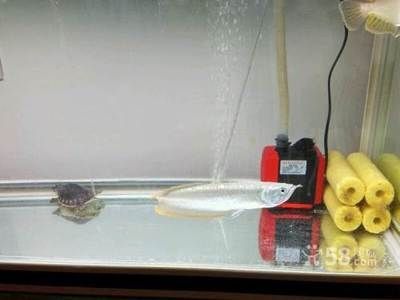 如何監測銀龍魚苗水質：監測銀龍魚苗水質的方法