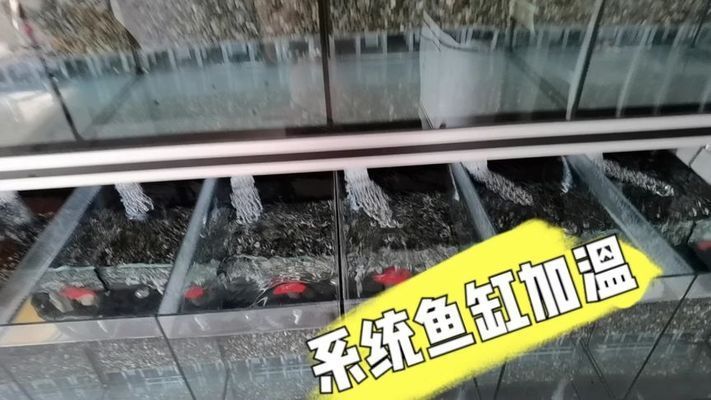 魚缸里的魚多少天喂一次魚食（如何判斷魚的食欲變化）