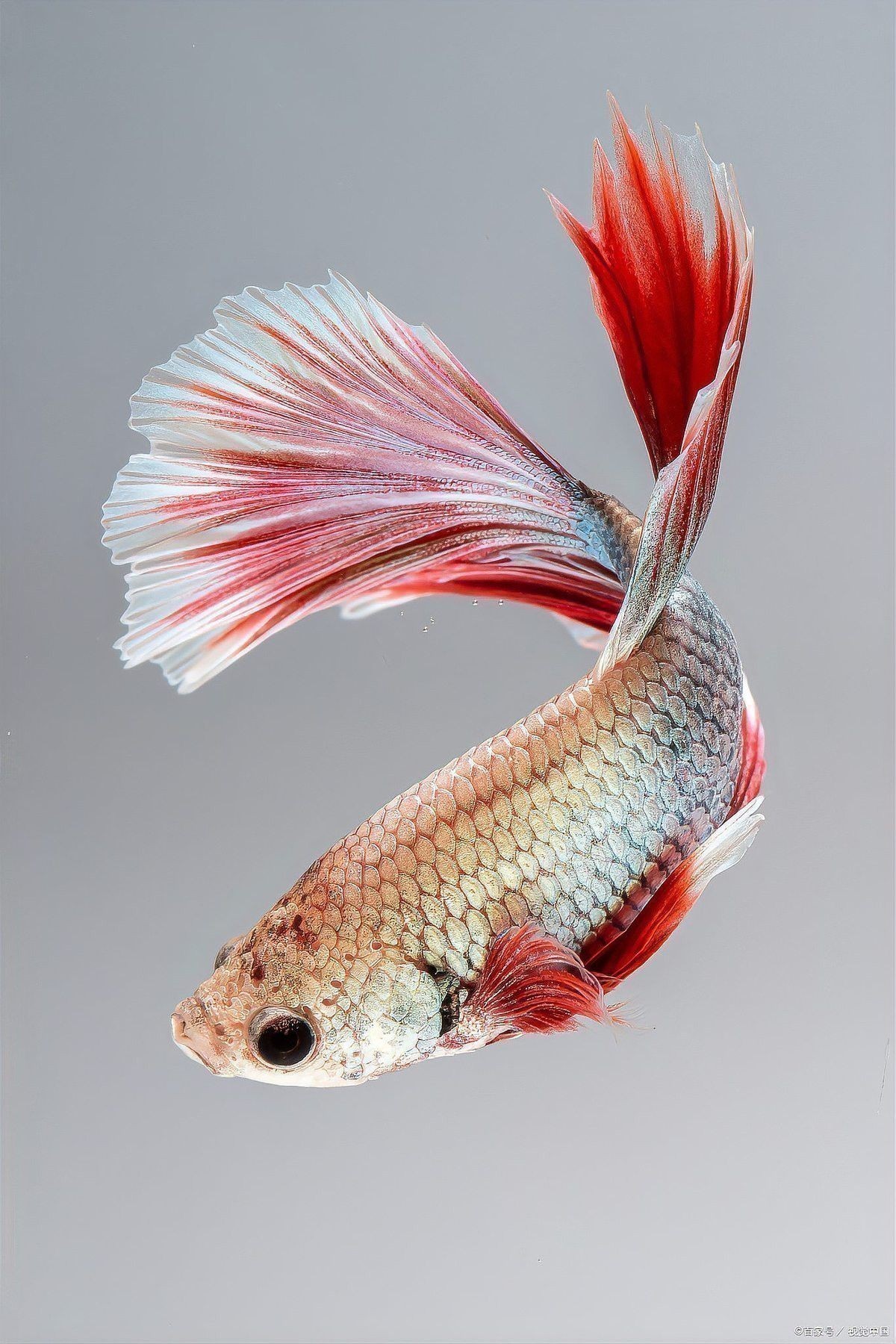 火龍魚怎么繁殖 火龍魚怎么繁殖 龍魚百科 第1張