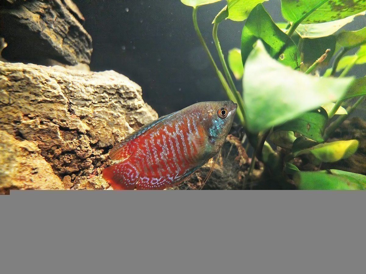 火龍魚怎么繁殖 火龍魚怎么繁殖 龍魚百科 第2張