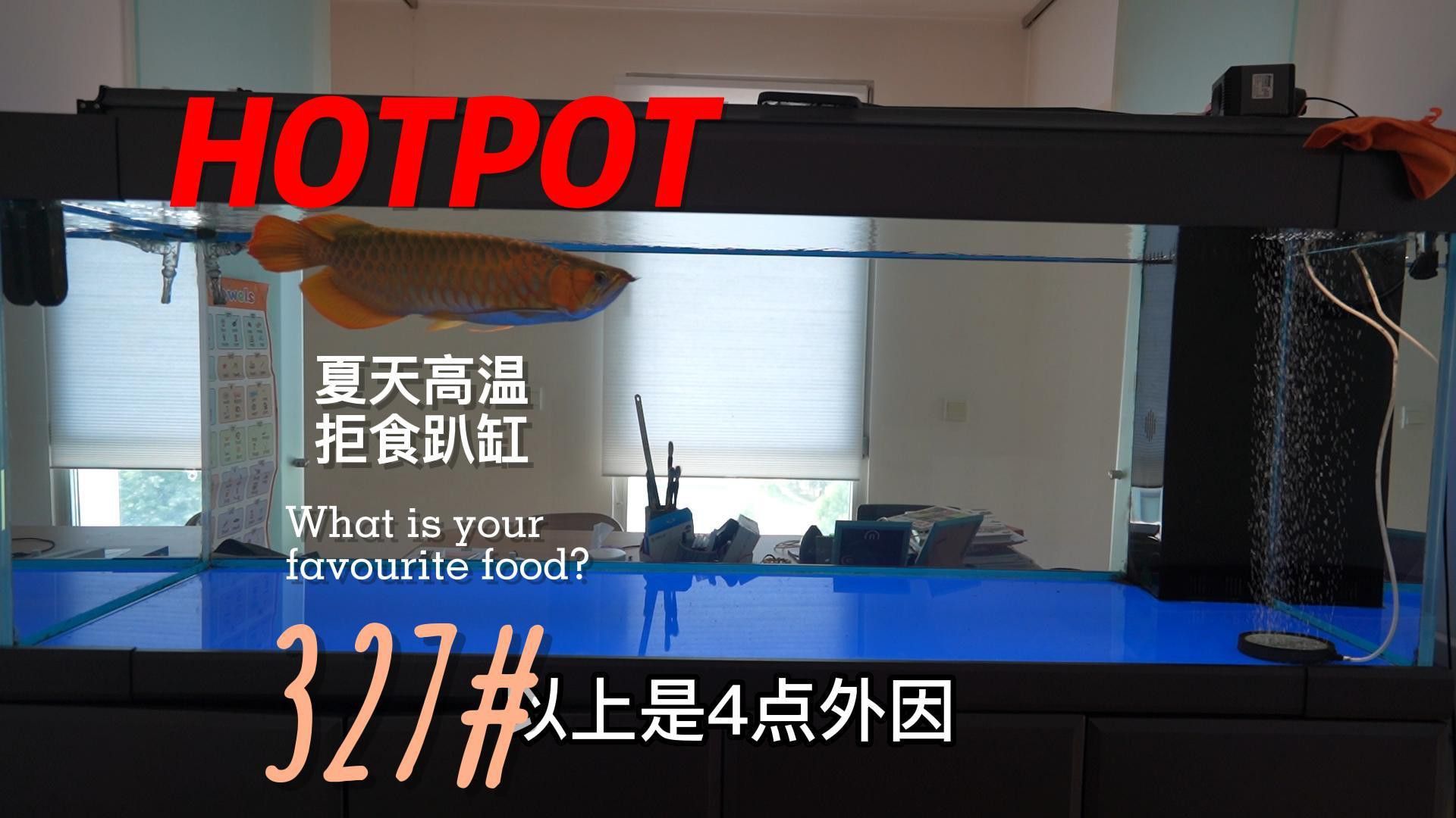 龍魚夏天不吃食多久會死？