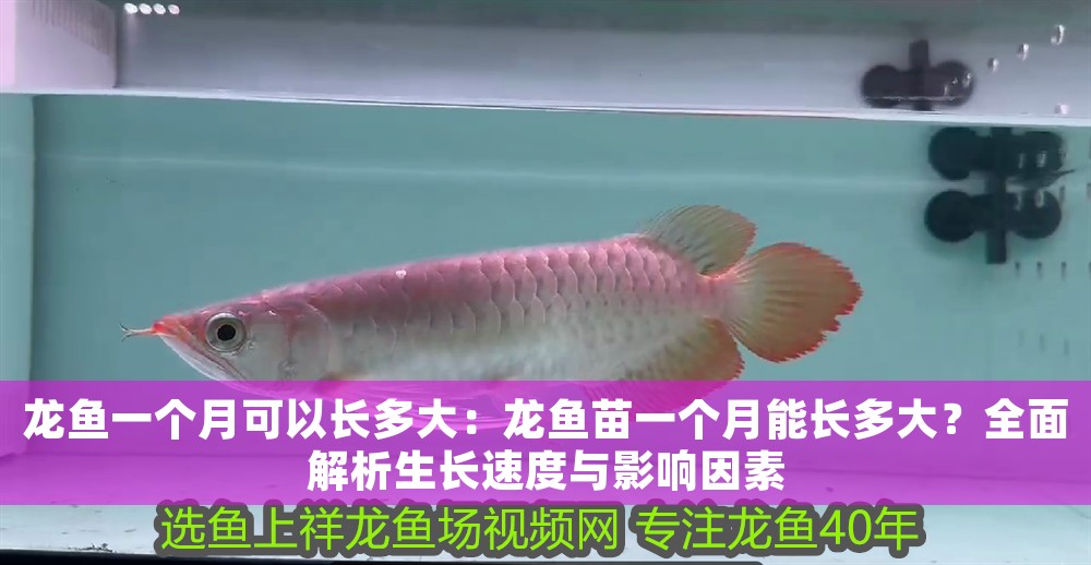 龍魚一個(gè)月可以長(zhǎng)多大：龍魚苗一個(gè)月能長(zhǎng)多大？全面解析生長(zhǎng)速度與影響因素