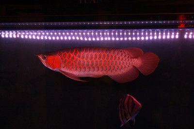 紅色金龍魚的寓意和象征是什么？：紅色金龍魚的寓意和象征