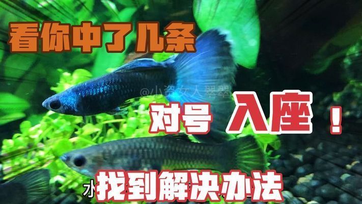 白龍魚(yú)不吃食怎么辦：白龍魚(yú)不吃食怎么辦，