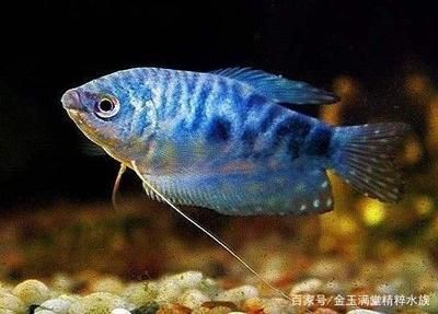 哪一種龍魚好養殖又便宜（最便宜、最好養的龍魚品種之一，星點龍魚風水寓意解析）