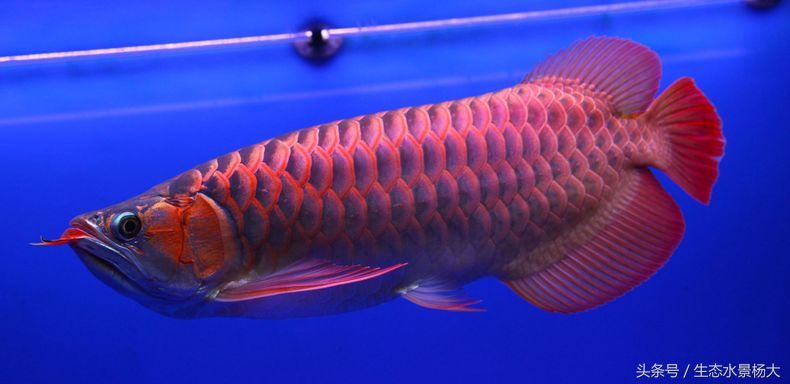 哪一種龍魚好養殖又便宜（最便宜、最好養的龍魚品種之一，星點龍魚風水寓意解析）