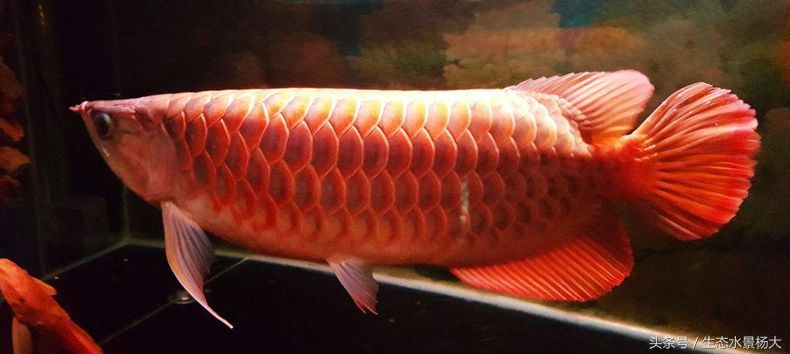 哪一種龍魚好養殖又便宜（最便宜、最好養的龍魚品種之一，星點龍魚風水寓意解析）