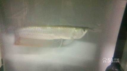 哪一種龍魚好養殖又便宜（最便宜、最好養的龍魚品種之一，星點龍魚風水寓意解析）