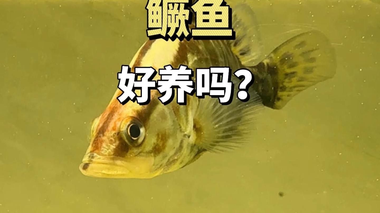 如何預防龍魚身上白膜的發生？