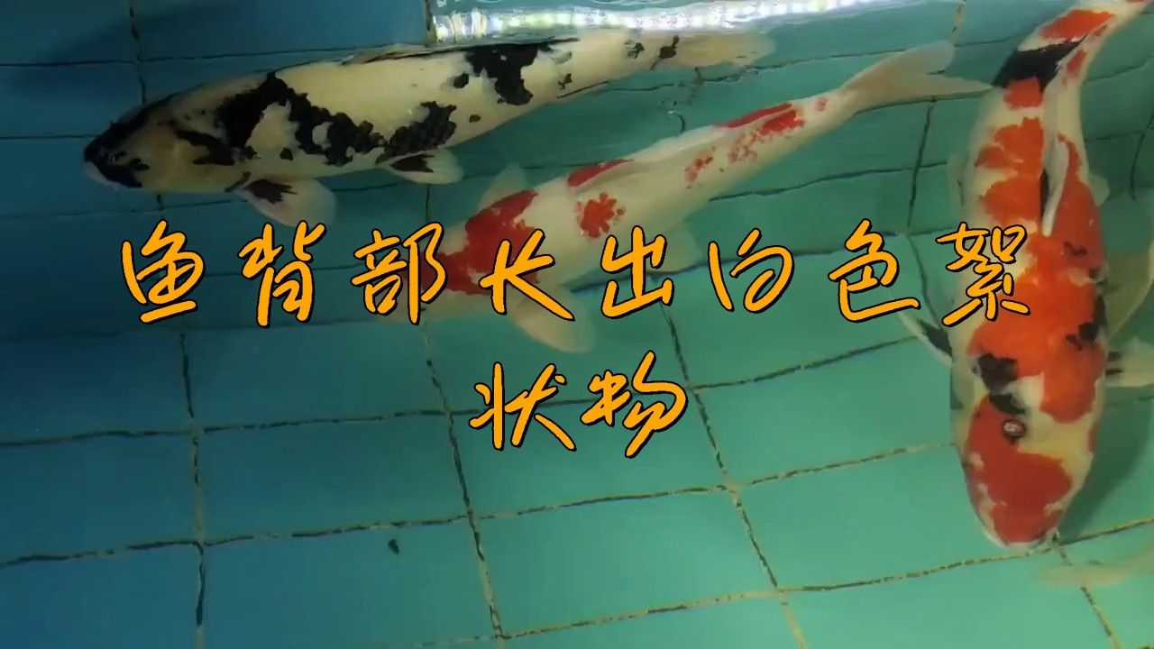 如何預防龍魚身上白膜的發生？