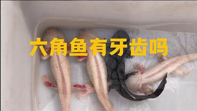 六角恐龍魚有牙齒嗎