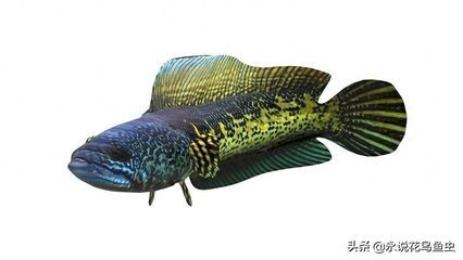 龍魚與黑魚（龍魚與黑魚在外觀、生活習性、水質要求、飲食習性等方面都有所不同）
