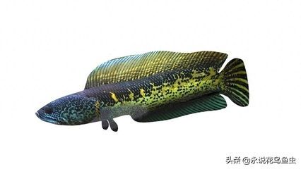 龍魚與黑魚（龍魚與黑魚在外觀、生活習性、水質要求、飲食習性等方面都有所不同）