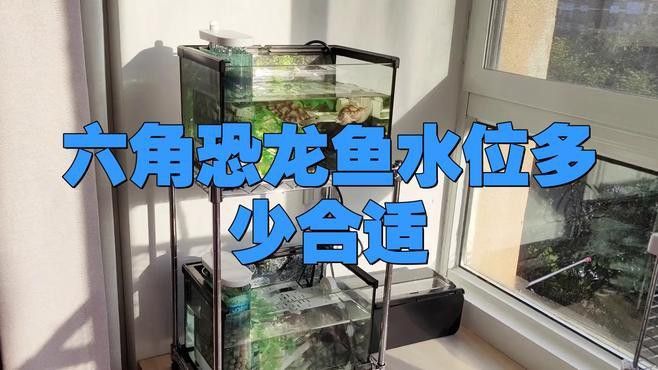 六角龍魚飼養水位