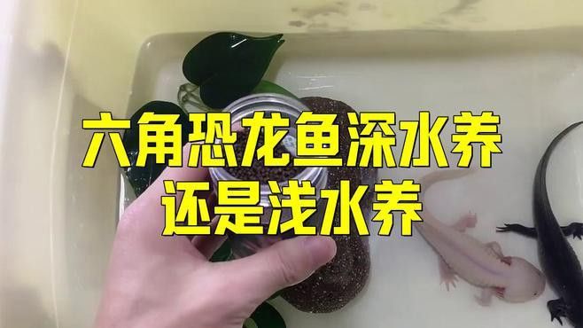 六角龍魚飼養水位