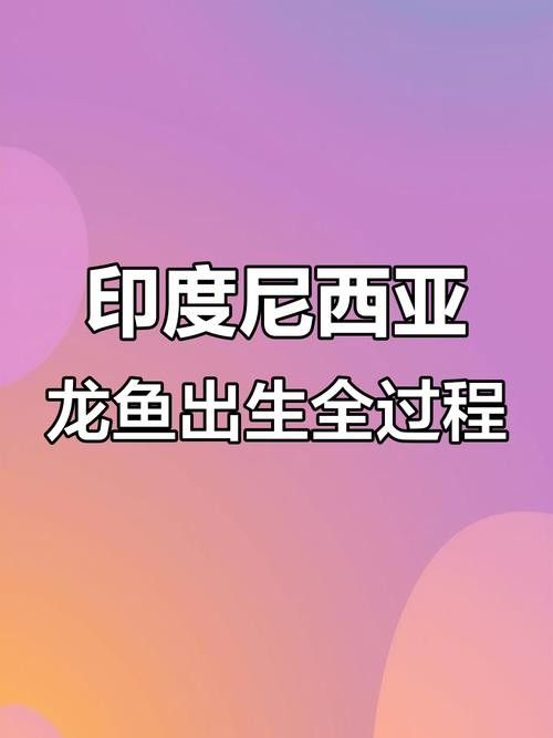 龍魚小時候長什么樣子圖片欣賞 龍魚百科 第9張 龍魚小時候長什么樣子圖片欣賞 龍魚小時候長什么樣子圖片欣賞 龍魚百科 第9張