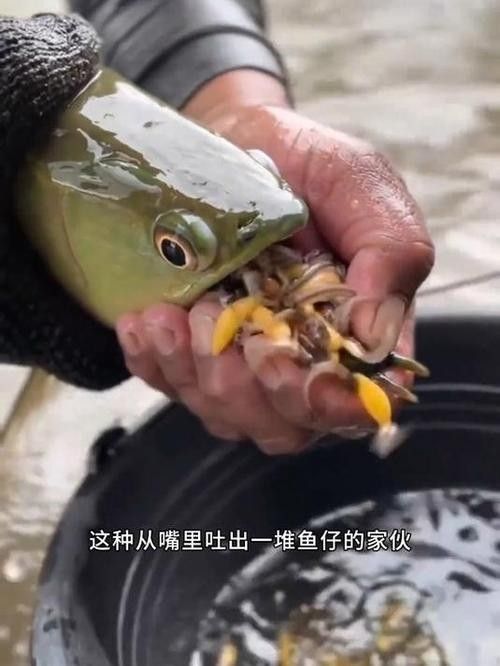 龍魚小時候長什么樣子圖片欣賞 龍魚百科 第16張 龍魚小時候長什么樣子圖片欣賞 龍魚小時候長什么樣子圖片欣賞 龍魚百科 第16張