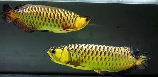 龍魚小時候長什么樣子圖片欣賞 龍魚百科 第20張 龍魚小時候長什么樣子圖片欣賞 龍魚小時候長什么樣子圖片欣賞 龍魚百科 第20張