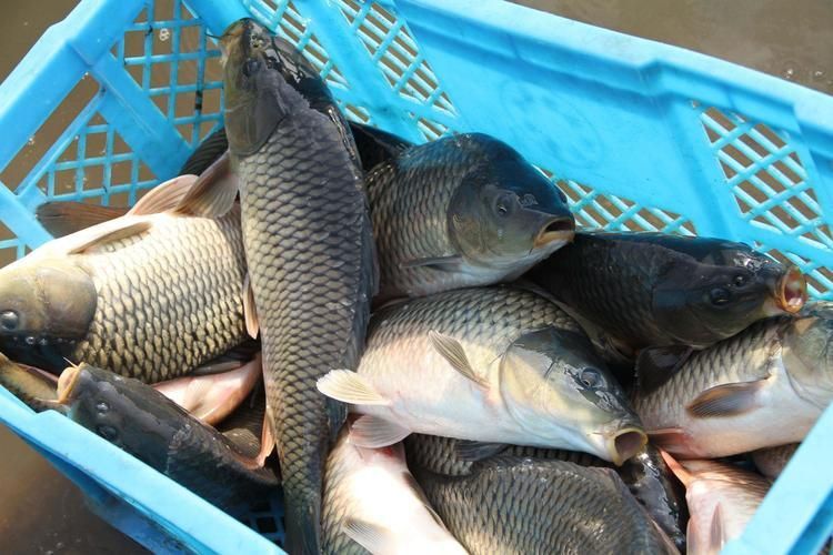 鯉魚真實照片