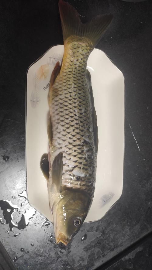 鯉魚真實照片